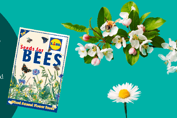 Free Lidl Seed for Bees
