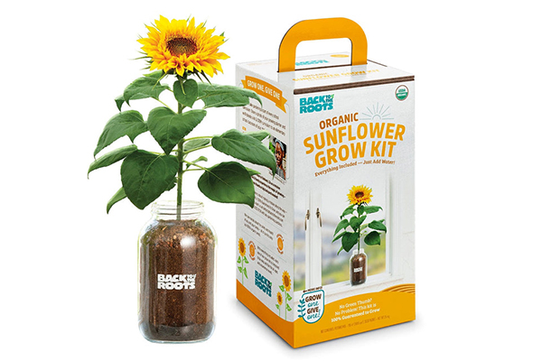 Free Sunflower Seeds