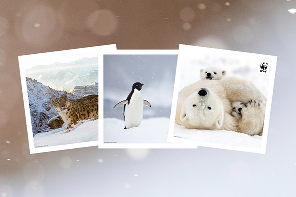 Free WWF Holiday Cards